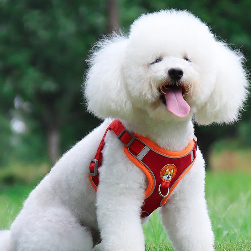 Conjunto de Coleira Ajustável para Cães