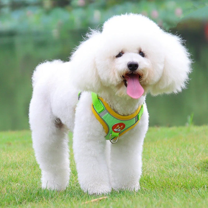 Conjunto de Coleira Ajustável para Cães