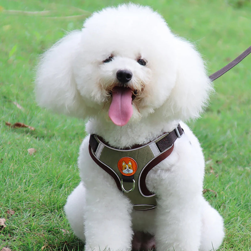 Conjunto de Coleira Ajustável para Cães